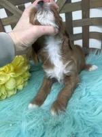 Tuxedo- Mini, a male Miniature Goldendoodle for sale in Dyersville, IA – 8 of 10