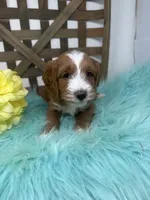 Tuxedo- Mini, a male Miniature Goldendoodle for sale in Dyersville, IA – 5 of 10