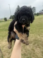 Sassy-mini , a female Miniature Bernedoodle for sale in Dyersville, IA – 4 of 7