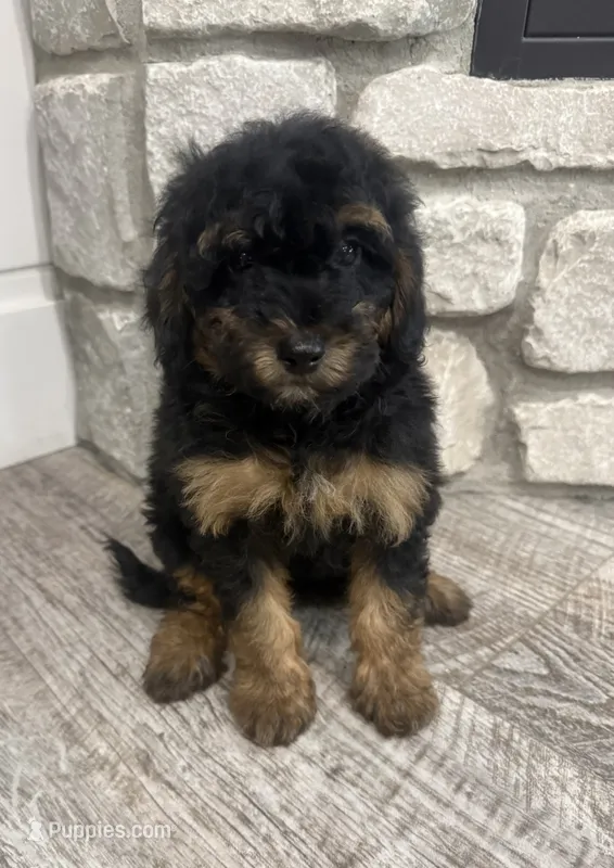 Holly – Miniature Bernedoodle puppy for sale in Dyersville, IA