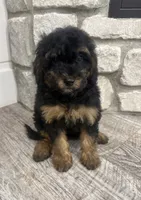 Holly, a female Miniature Bernedoodle for sale in Dyersville, IA – 1 of 6