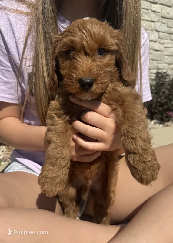 Dash- Mini  – Miniature Goldendoodle puppy for sale in Dyersville, IA