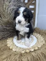 Tri girl medium 2 , a female Bernedoodle for sale in Dyersville, IA – 4 of 8