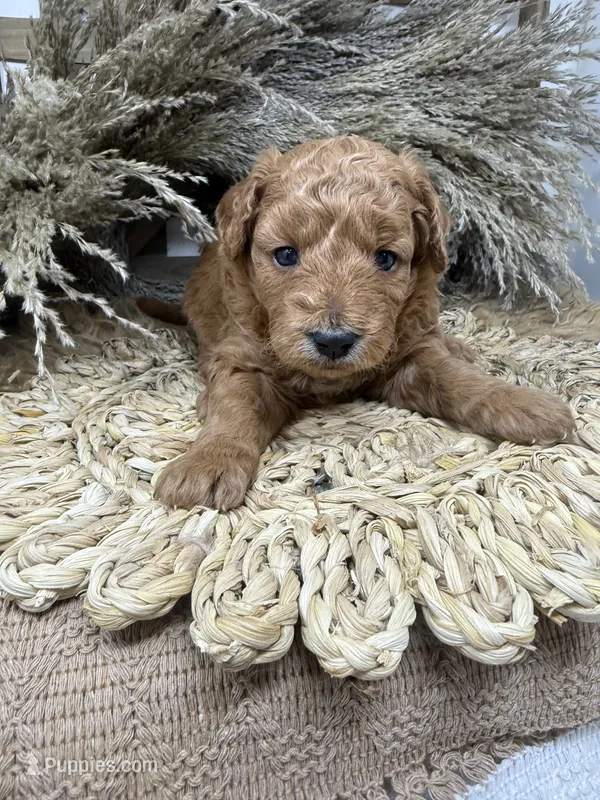 Mini  – Miniature Goldendoodle puppy for sale in Dyersville, IA