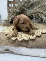 Mini Girl , a female Miniature Goldendoodle for sale in Dyersville, IA – 3 of 7
