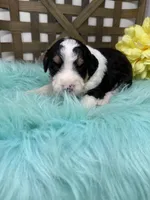 Tri girl , a female Bernedoodle for sale in Dyersville, IA – Photo 4 of 7