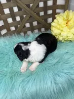 Tri girl , a female Bernedoodle for sale in Dyersville, IA – Photo 7 of 7