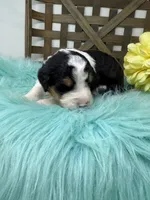 Tri girl , a female Bernedoodle for sale in Dyersville, IA – Photo 5 of 7