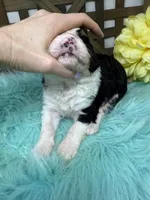 Tri girl , a female Bernedoodle for sale in Dyersville, IA – Photo 3 of 7