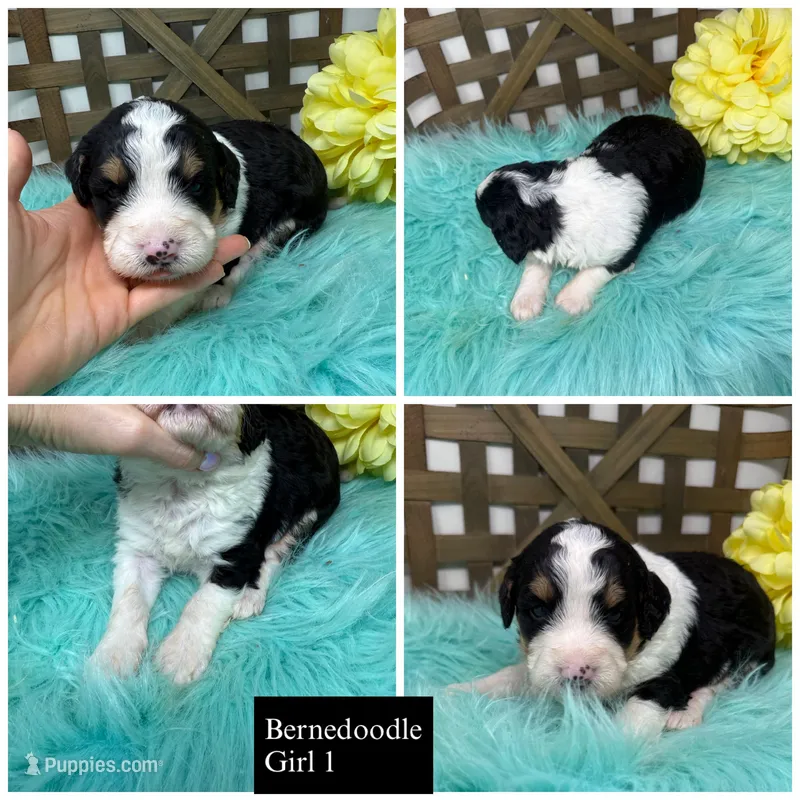 Tri girl  – Bernedoodle puppy for sale in Dyersville, IA