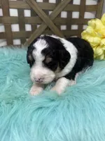 Tri girl , a female Bernedoodle for sale in Dyersville, IA – Photo 6 of 7