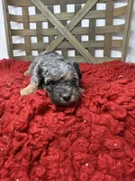 Merle Mini , a female Miniature Bernedoodle for sale in Dyersville, IA – 6 of 8