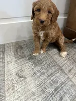Maggie , a female Miniature Goldendoodle for sale in Dyersville, IA – 3 of 4
