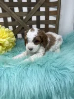 Parti-Mini , a male Miniature Goldendoodle for sale in Dyersville, IA – 2 of 10