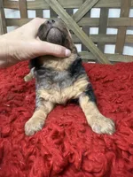 Merle Mini , a female Miniature Bernedoodle for sale in Dyersville, IA – 8 of 8