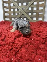 Merle Mini , a female Miniature Bernedoodle for sale in Dyersville, IA – 4 of 8