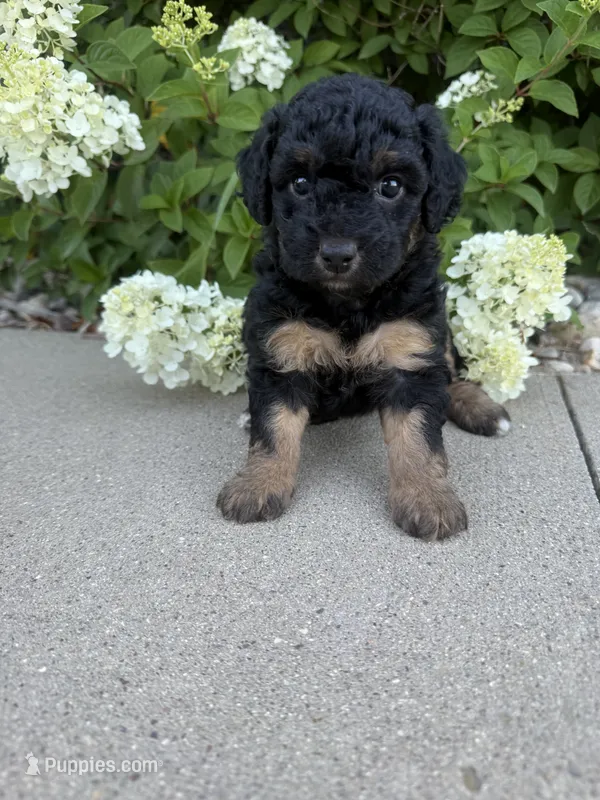 Mini girl  – Miniature Bernedoodle puppy for sale in Dyersville, IA