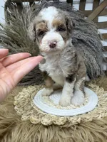 Merle chocolate girl , a female Bernedoodle for sale in Dyersville, IA – 8 of 9
