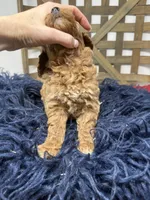Mini boy , a male Miniature Goldendoodle for sale in Dyersville, IA – 5 of 7
