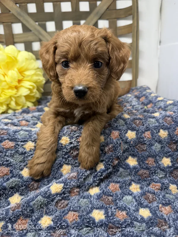 Red- Mini  – Miniature Goldendoodle puppy for sale in Dyersville, IA