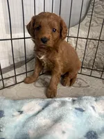 Red- Mini , a male Miniature Goldendoodle for sale in Dyersville, IA – Photo 3 of 5