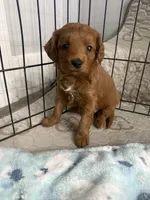 Red- Mini , a male Miniature Goldendoodle for sale in Dyersville, IA – Photo 2 of 5