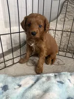 Red- Mini , a male Miniature Goldendoodle for sale in Dyersville, IA – Photo 4 of 5