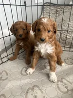 Red- Mini , a male Miniature Goldendoodle for sale in Dyersville, IA – Photo 5 of 5