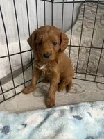 Red- Mini , a male Miniature Goldendoodle for sale in Dyersville, IA – Photo 1 of 5