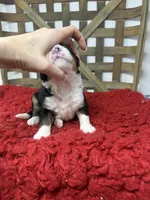 F1 Tri’s , a male Bernedoodle for sale in Dyersville, IA – 3 of 6