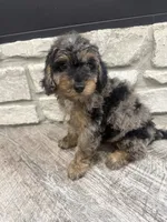 Taz -20 lbs , a male Miniature Bernedoodle for sale in Dyersville, IA – 3 of 4