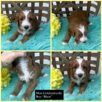Tuxedo- Mini, a male Miniature Goldendoodle for sale in Dyersville, IA – 3 of 10