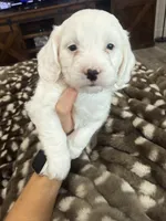 Buster-mini , a male Miniature Goldendoodle for sale in Dyersville, IA – 4 of 7