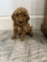 May-mini, a female Miniature Goldendoodle for sale in Dyersville, IA – 3 of 5