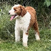 Jack , a male Miniature Goldendoodle for sale in Dyersville, IA – Photo 2 of 2