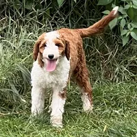 Jack , a male Miniature Goldendoodle for sale in Dyersville, IA – Photo 1 of 2
