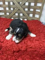 F1 girl , a female Bernedoodle for sale in Dyersville, IA – 3 of 5