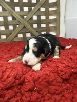 F1 tri girl , a female Bernedoodle for sale in Dyersville, IA – 3 of 5
