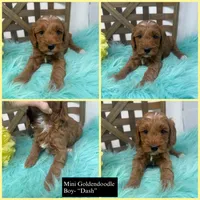 Max- Mini , a male Miniature Goldendoodle for sale in Dyersville, IA – 2 of 10
