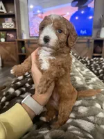 Bambi-mini , a female Miniature Goldendoodle for sale in Dyersville, IA – 3 of 8