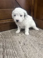 Snoopy -Mini , a female Miniature Bernedoodle for sale in Dyersville, IA – Photo 3 of 7