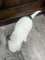 Snoopy -Mini , a female Miniature Bernedoodle for sale in Dyersville, IA – Photo 2 of 7