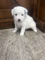 Snoopy -Mini , a female Miniature Bernedoodle for sale in Dyersville, IA – Photo 6 of 7