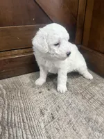 Snoopy -Mini , a female Miniature Bernedoodle for sale in Dyersville, IA – Photo 5 of 7