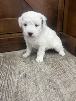Snoopy -Mini , a female Miniature Bernedoodle for sale in Dyersville, IA – Photo 7 of 7