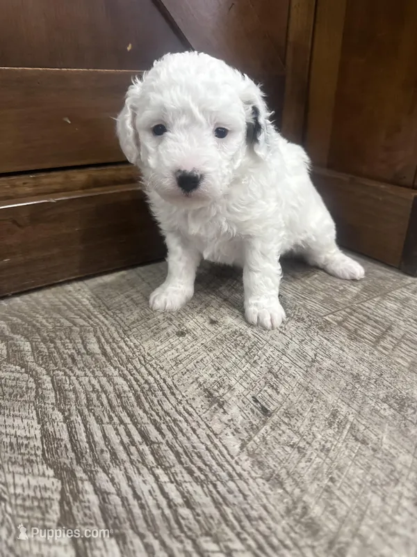 Snoopy -Mini  – Miniature Bernedoodle puppy for sale in Dyersville, IA