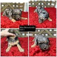 Merle Mini , a female Miniature Bernedoodle for sale in Dyersville, IA – 2 of 8
