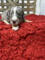 F1 Merle , a male Bernedoodle for sale in Dyersville, IA – 4 of 5