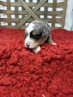 F1 Merle Tri , a male Bernedoodle for sale in Dyersville, IA – 2 of 6