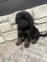 Max , a male Miniature Bernedoodle for sale in Dyersville, IA – 5 of 5